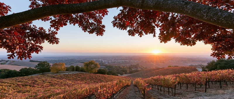 Autumn vineyard landscape at sunset with rows of grapevines and red foliage framing the view
