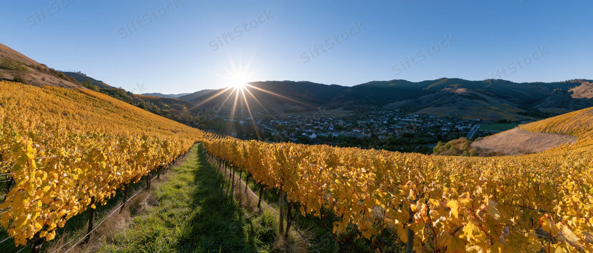 Golden grapevines in rows across a valley with sun rising over mountains and a town below