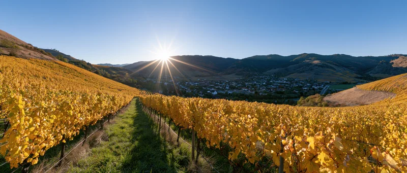 Golden grapevines in rows across a valley with sun rising over mountains and a town below