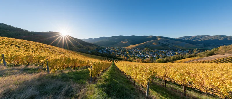 Golden autumn vineyard rows stretching across rolling hills toward a valley town at sunrise