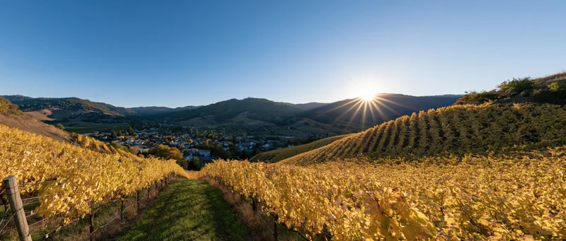 Golden autumn vineyard rows stretching across rolling hills with sun rising over valley