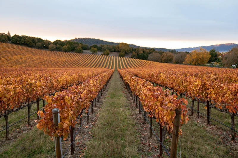 Rows of grapevines with autumn foliage stretching across rolling hills at dusk