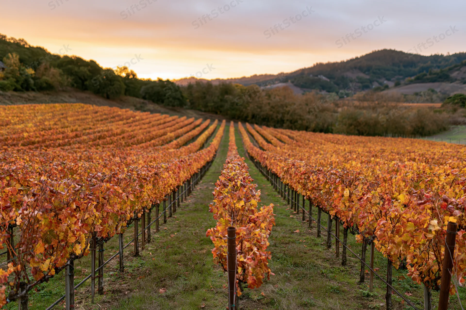 Rows of grapevines with autumn foliage stretching across rolling hills at sunset
