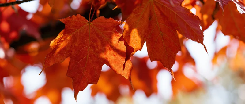 Backlit maple leaves glowing orange and red in autumn foliage