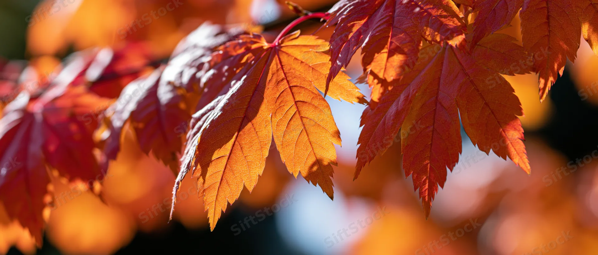 Backlit maple leaves glowing orange and red in autumn foliage