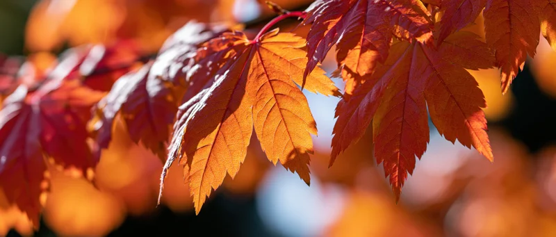 Backlit maple leaves glowing orange and red in autumn foliage