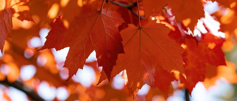 Backlit maple leaves glowing orange and red in autumn foliage