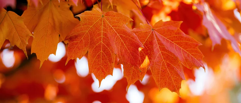 Backlit maple leaves glowing orange and red in autumn foliage