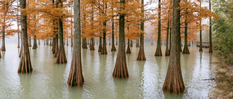 Bald cypress trees standing in shallow still water during autumn in a swamp forest