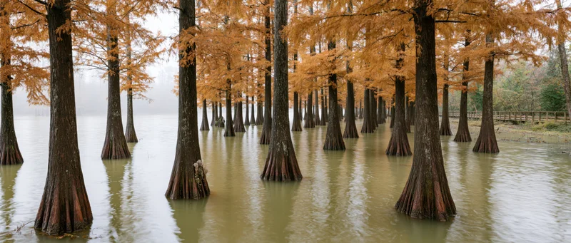 Bald cypress trees standing in shallow still water with misty autumn foliage reflecting in the calm surface