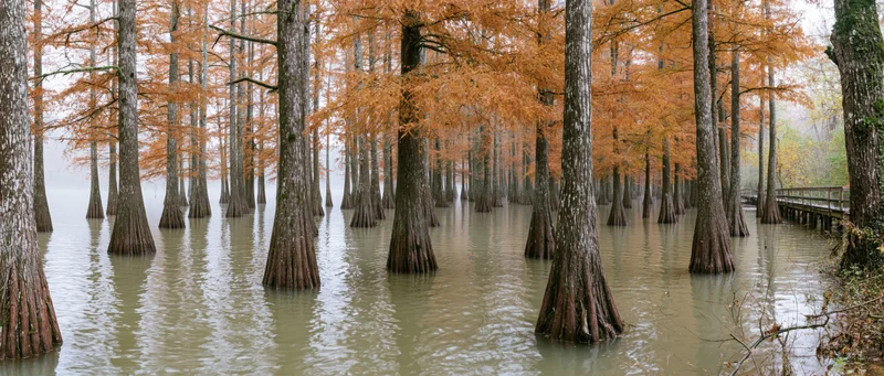 Bald cypress trees standing in shallow still water with autumn foliage and misty atmosphere
