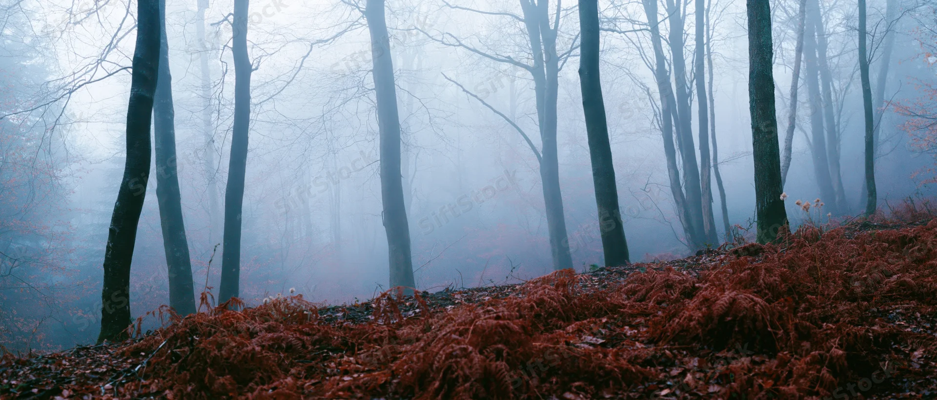 Bare deciduous trees in foggy autumn forest with red ferns on forest floor
