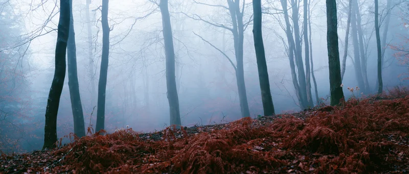 Bare deciduous trees in foggy autumn forest with red ferns on forest floor