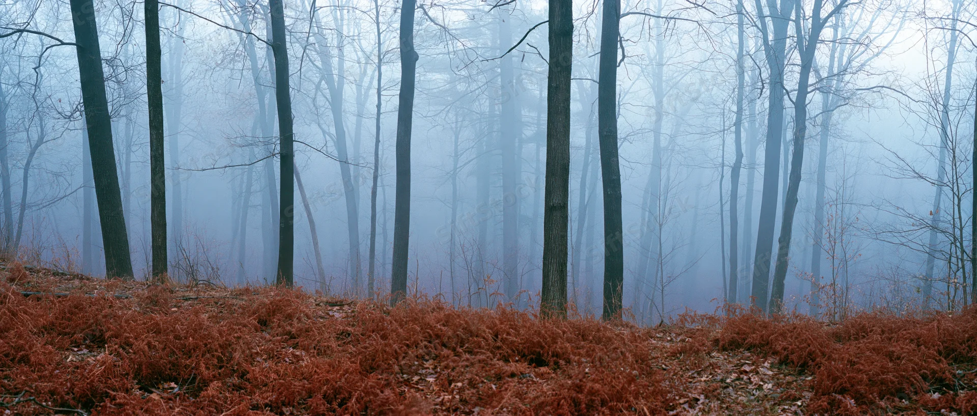 Bare deciduous trees standing in a foggy autumn forest with red ferns on the ground