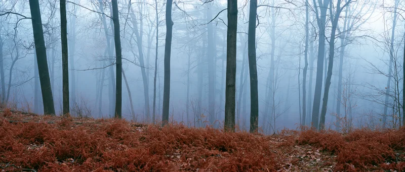 Bare deciduous trees standing in a foggy autumn forest with red ferns on the ground