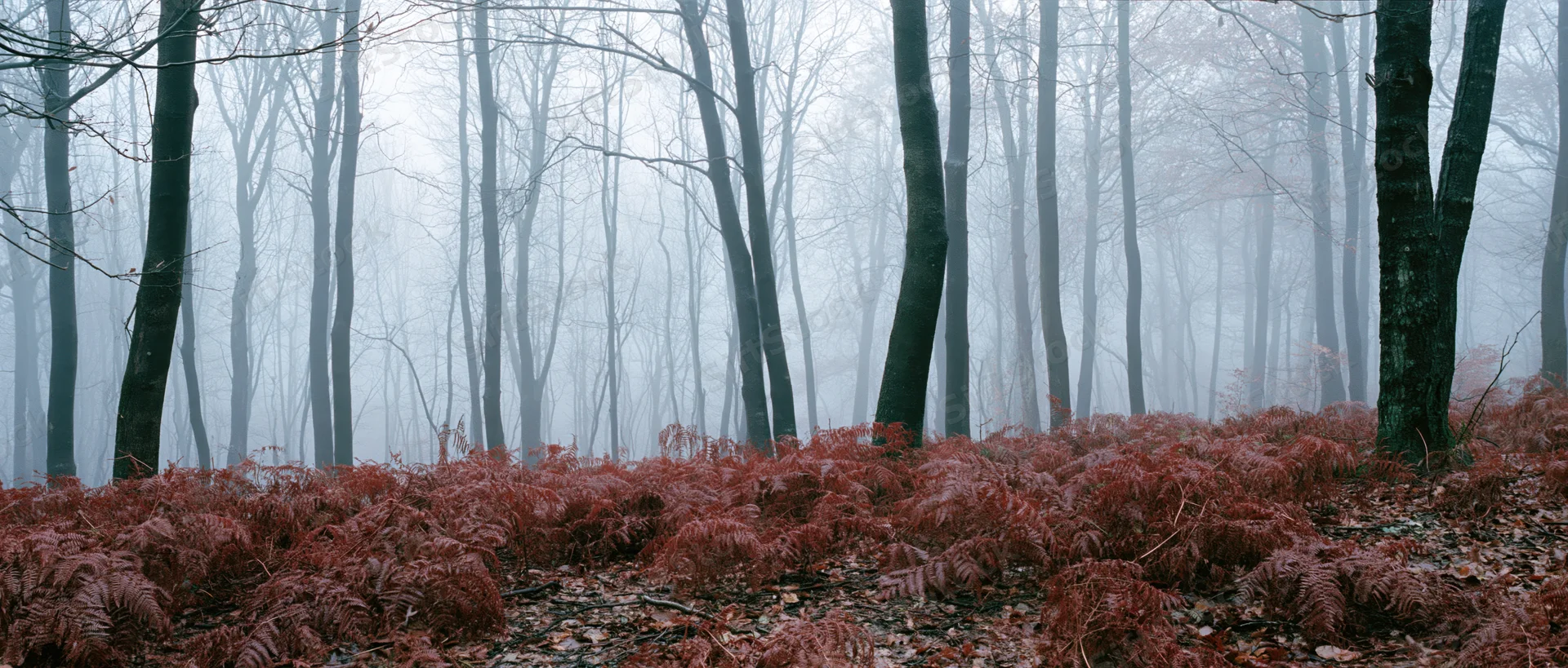 Bare deciduous trees in foggy autumn forest with red ferns on forest floor