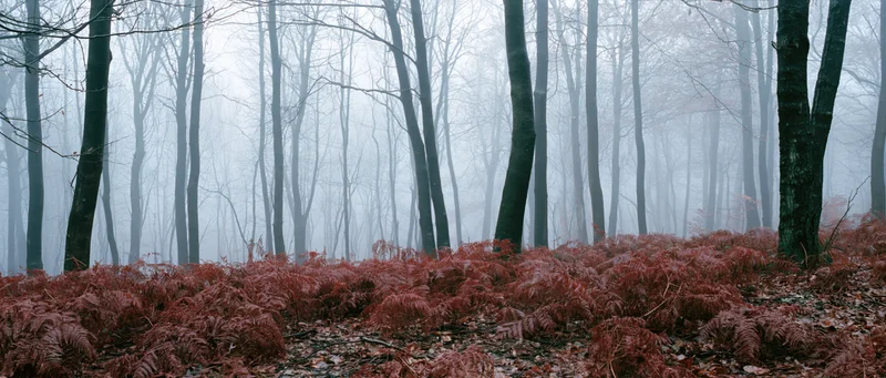 Bare deciduous trees in foggy autumn forest with red ferns on forest floor