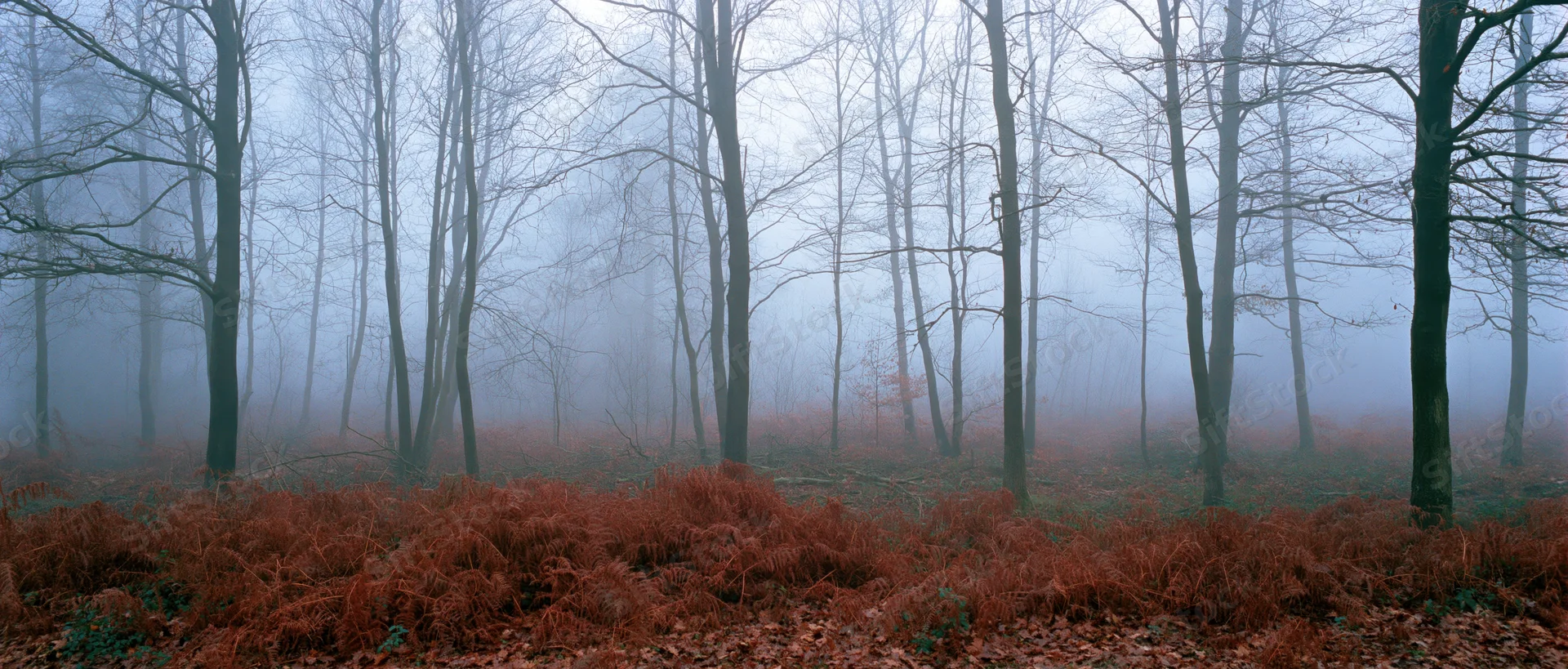Bare deciduous trees in a foggy autumn forest with brown ferns covering the ground