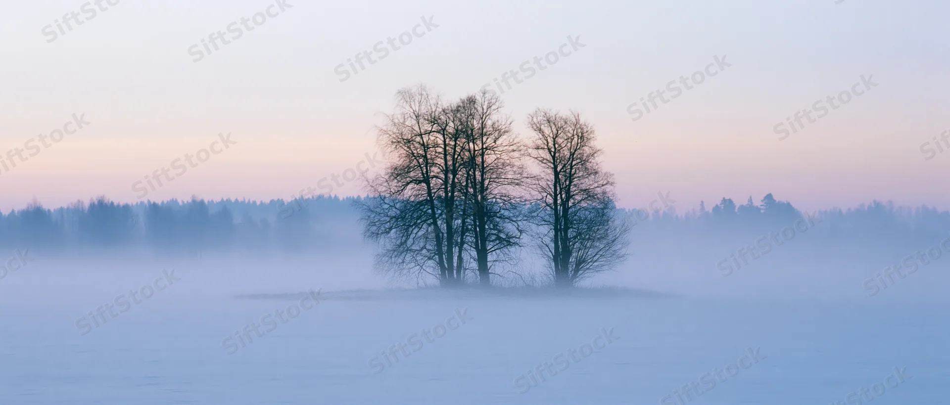 Bare trees silhouetted on a foggy lake island at dawn