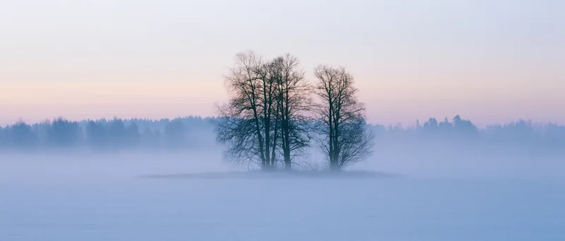 Bare trees silhouetted on a foggy lake island at dawn