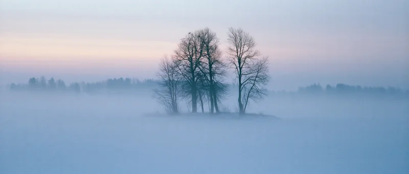 Bare winter trees silhouetted on a foggy lake island at dawn