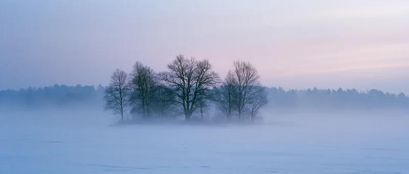 Bare winter trees silhouetted on a foggy lake island at dawn