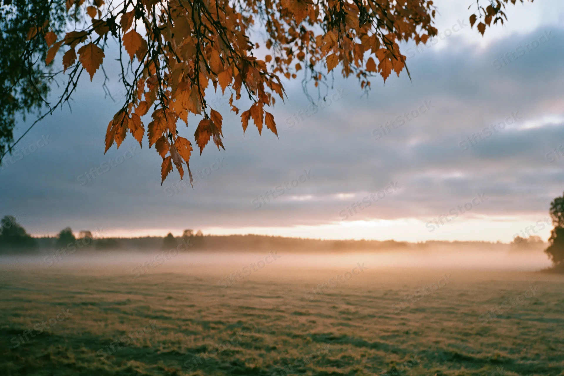 Birch branches with golden autumn leaves hanging over a misty field at sunrise