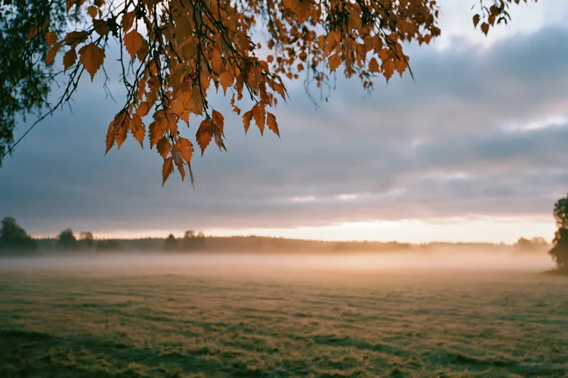 Birch branches with golden autumn leaves hanging over a misty field at sunrise