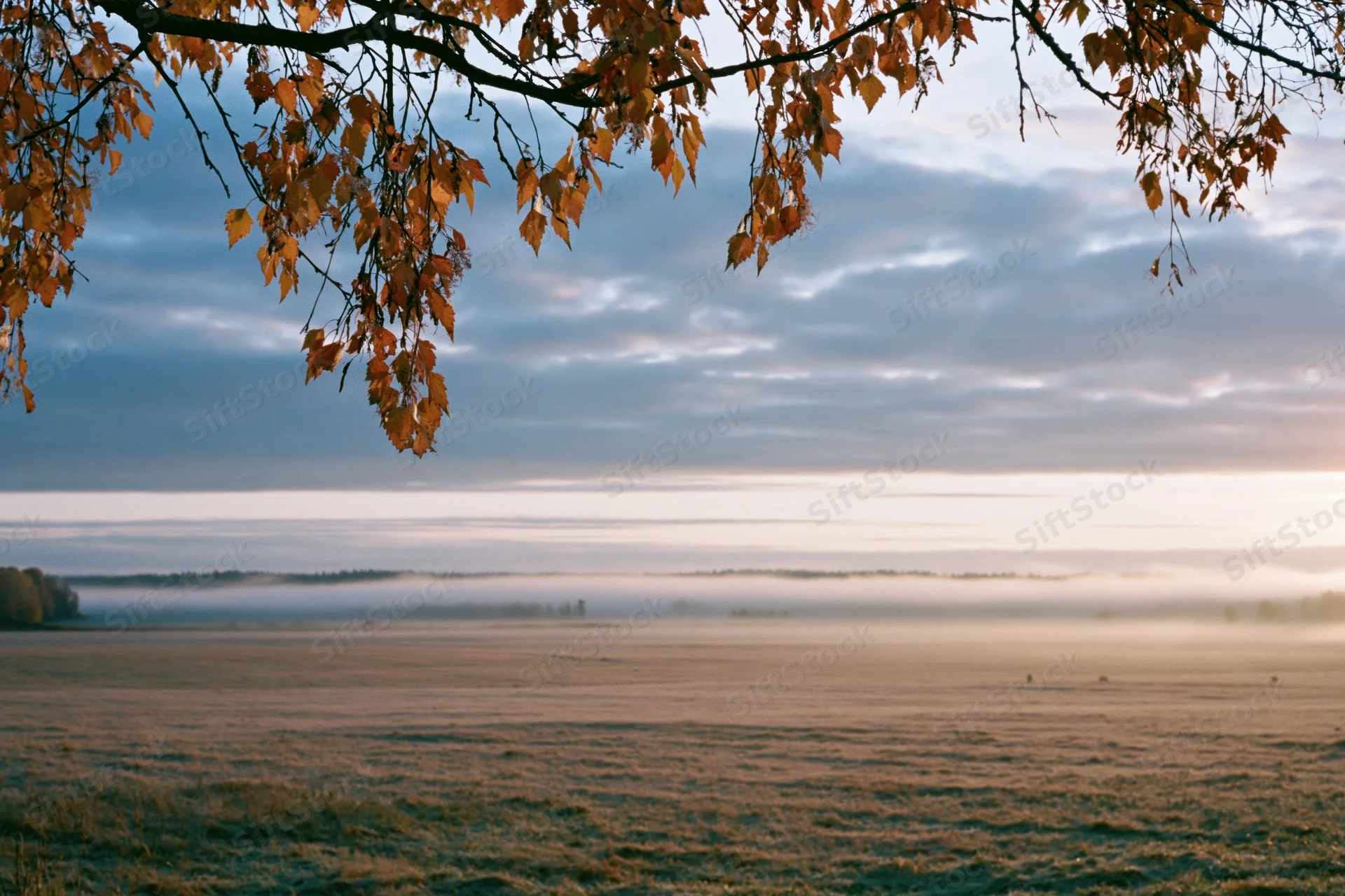 Birch branches with autumn leaves hanging over a misty field at dawn