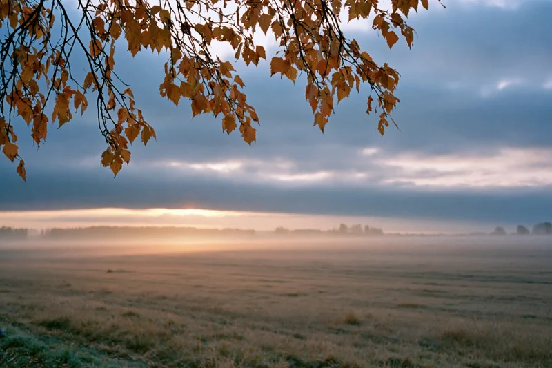 Birch branches with golden autumn leaves framing a misty field at sunrise