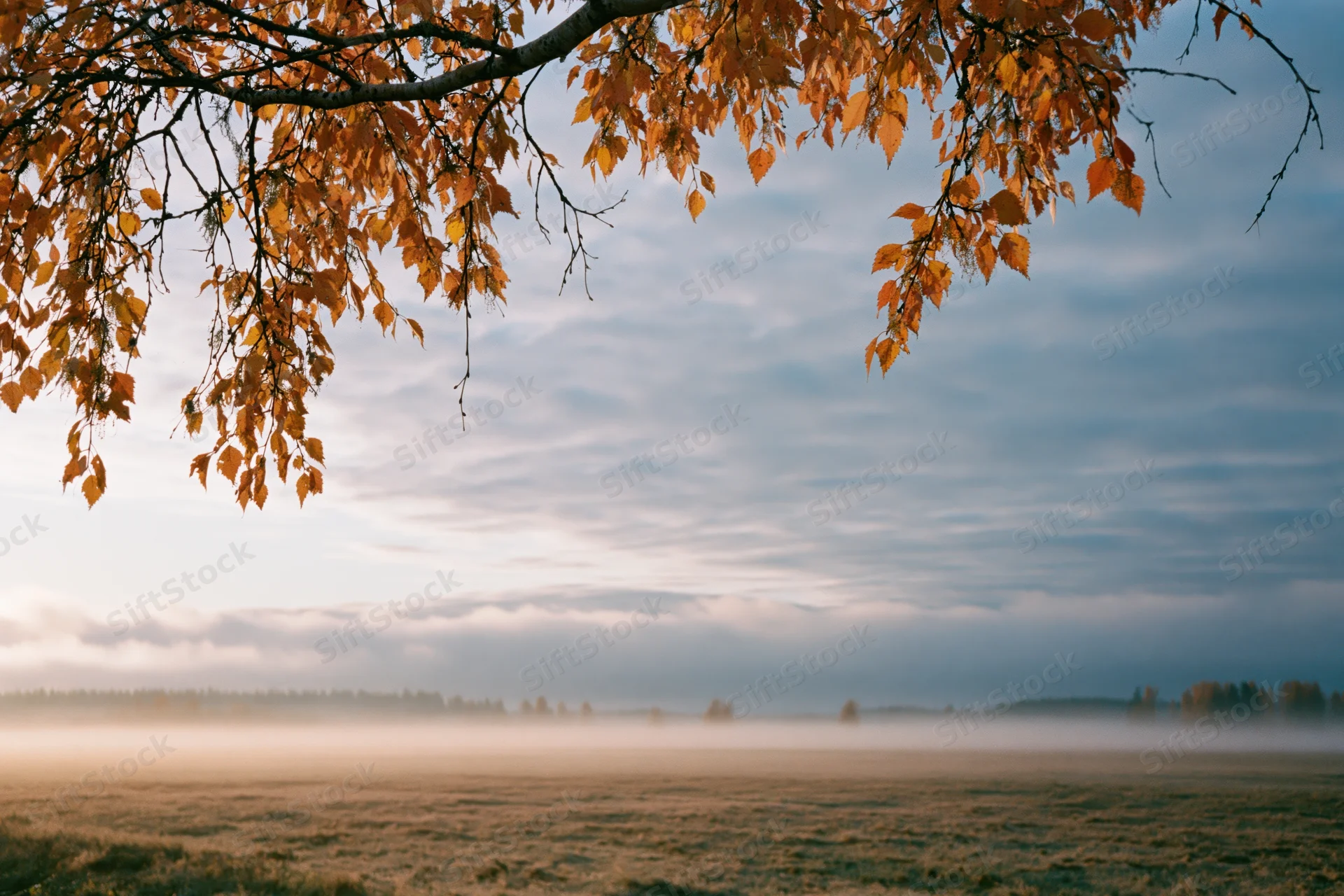 Birch branches with golden autumn leaves hanging over a misty field at sunrise