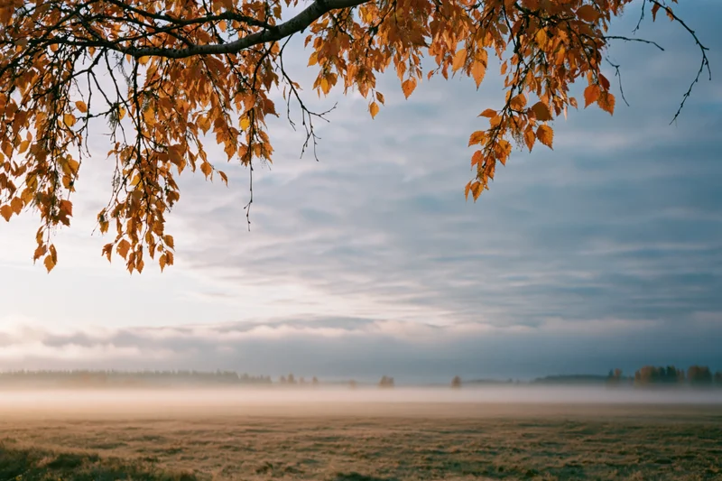Birch branches with golden autumn leaves hanging over a misty field at sunrise