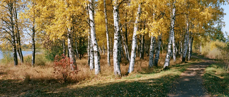 Dirt path winding through birch forest in autumn with golden foliage and blue sky