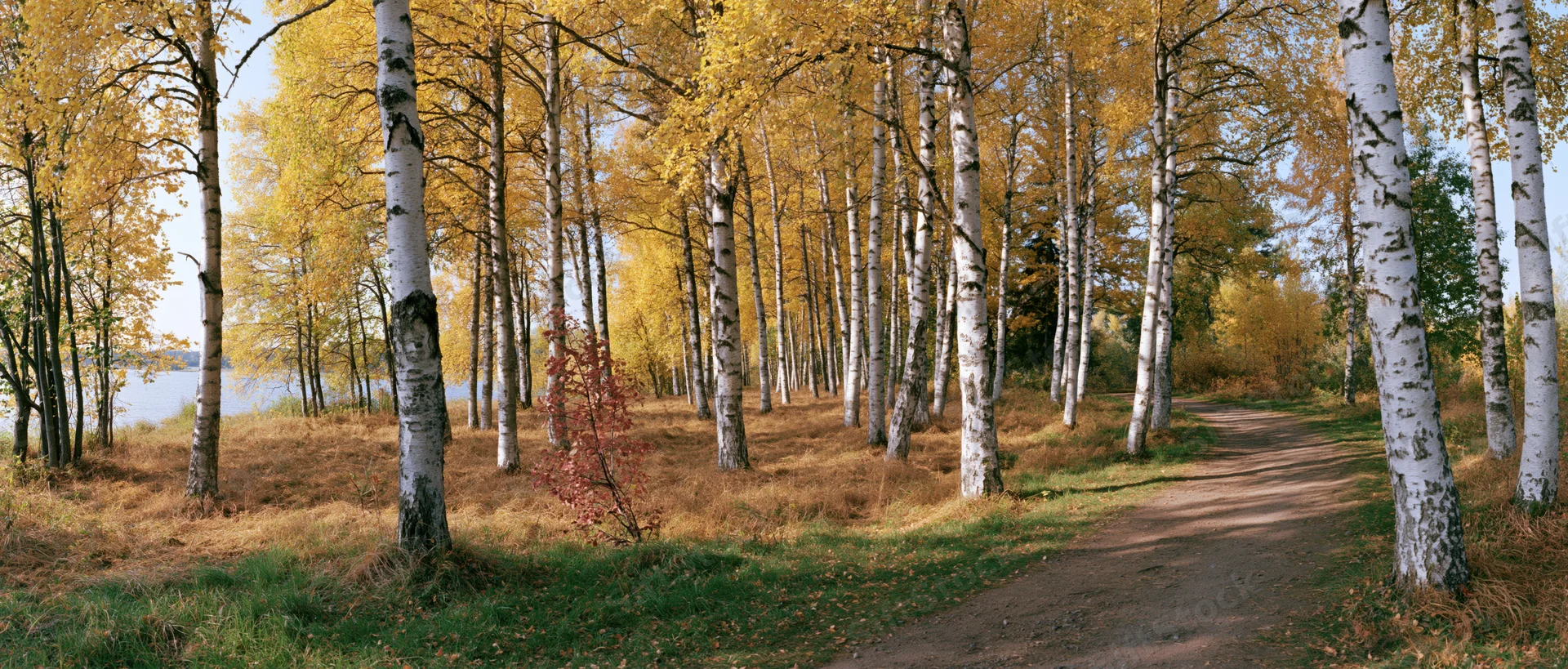 Dirt path winding through birch forest in autumn with golden foliage and white trunks