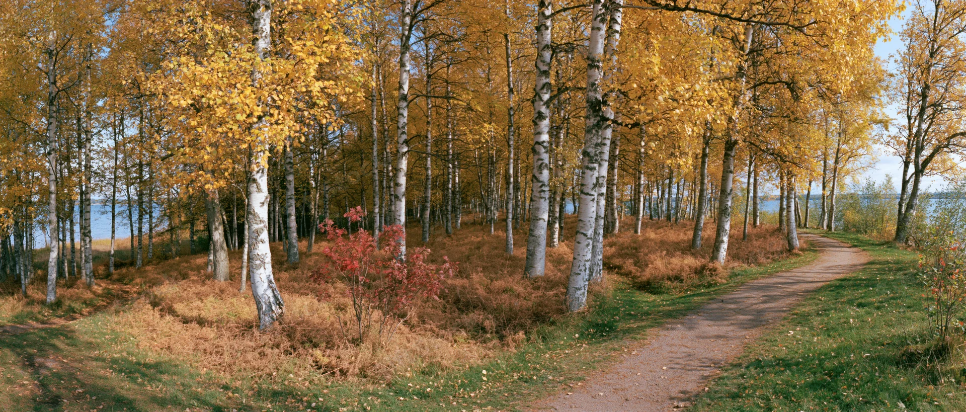 Dirt path winding through birch forest in autumn with golden foliage and blue sky visible through trees