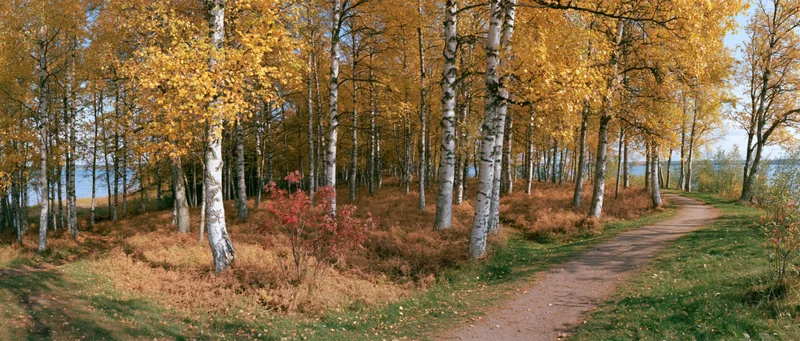 Dirt path winding through birch forest in autumn with golden foliage and blue sky visible through trees
