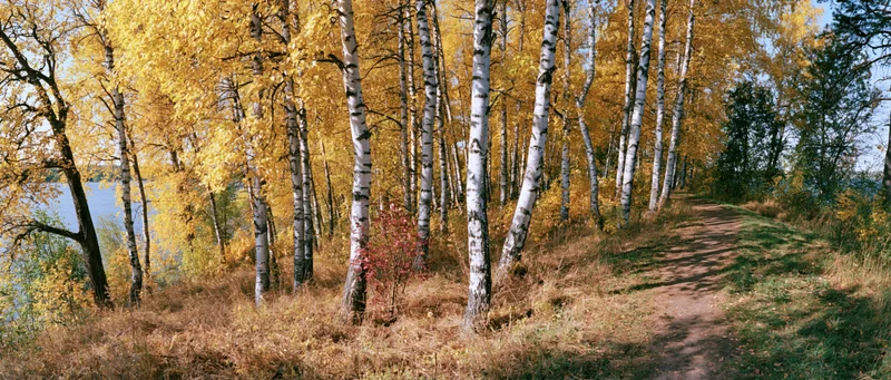 Dirt path winding through birch forest in autumn with yellow foliage and blue sky
