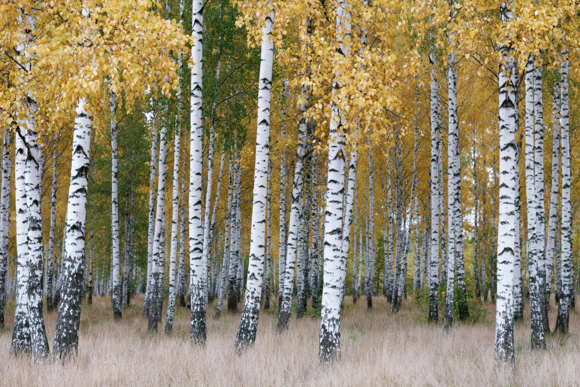 Birch trees with white bark and yellow leaves in a forest grove during autumn