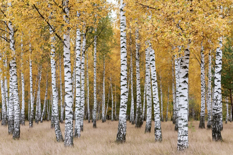 Birch trees in autumn grove with white bark and yellow leaves