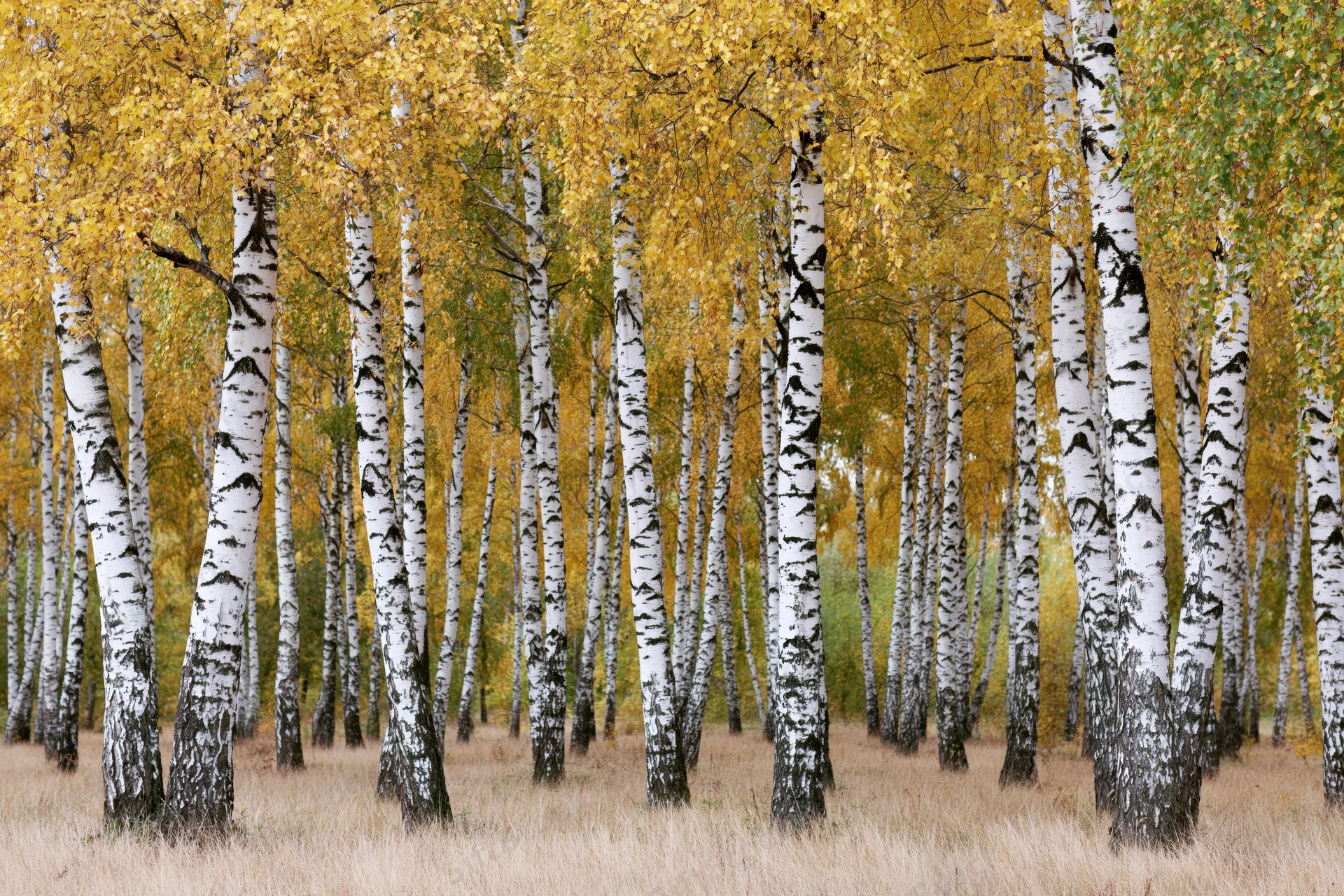 Birch trees with white bark and yellow foliage standing in rows in a forest clearing