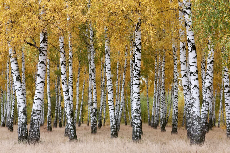 Birch trees with white bark and yellow foliage standing in rows in a forest clearing