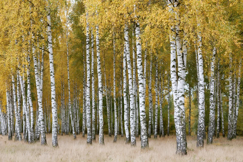 Birch trees in rows with white bark and yellow leaves in autumn forest