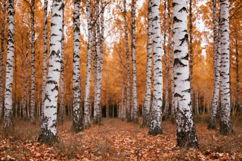 Birch trees with white bark standing in a forest grove during autumn with fallen orange leaves covering the ground