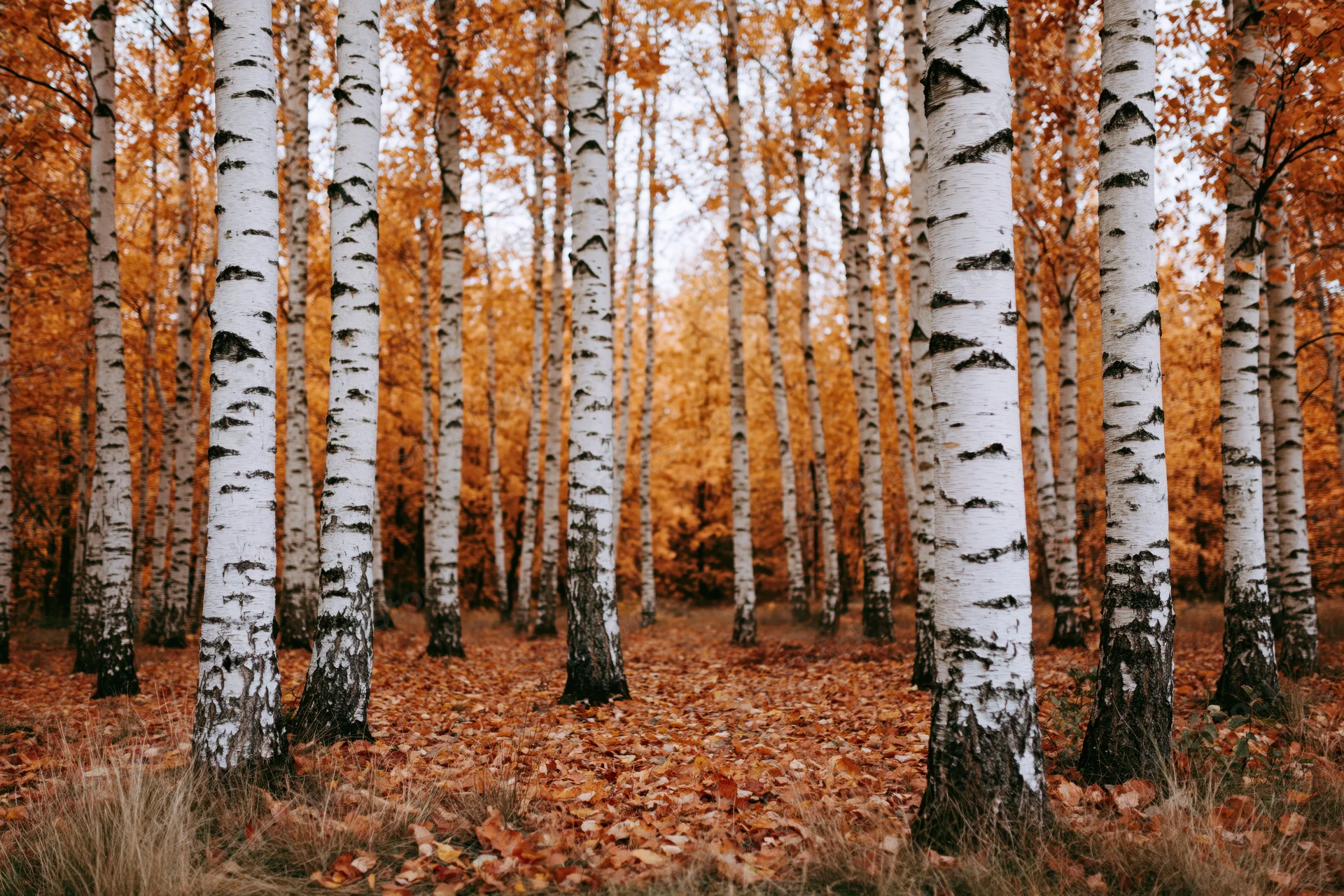 Birch trees with white bark standing in a forest grove covered in fallen orange leaves during autumn