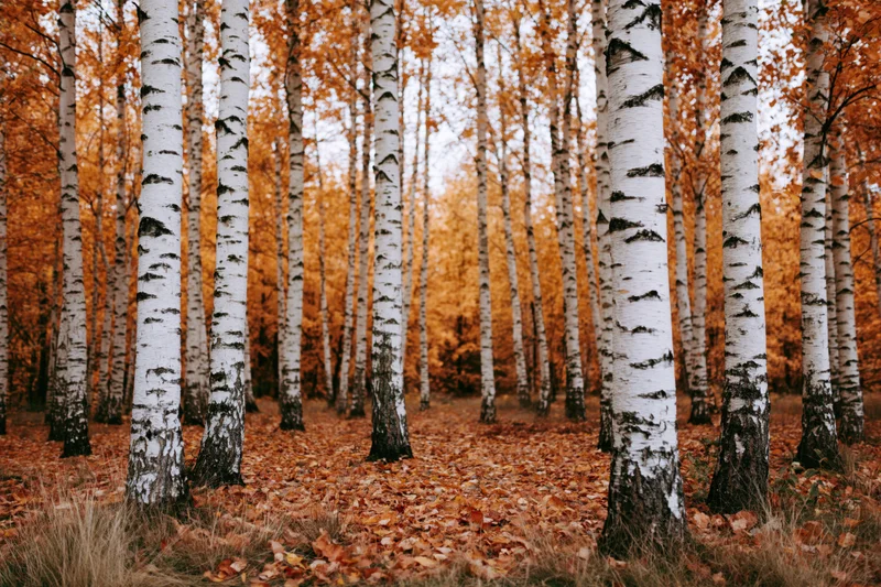 Birch trees with white bark standing in a forest grove covered in fallen orange leaves during autumn