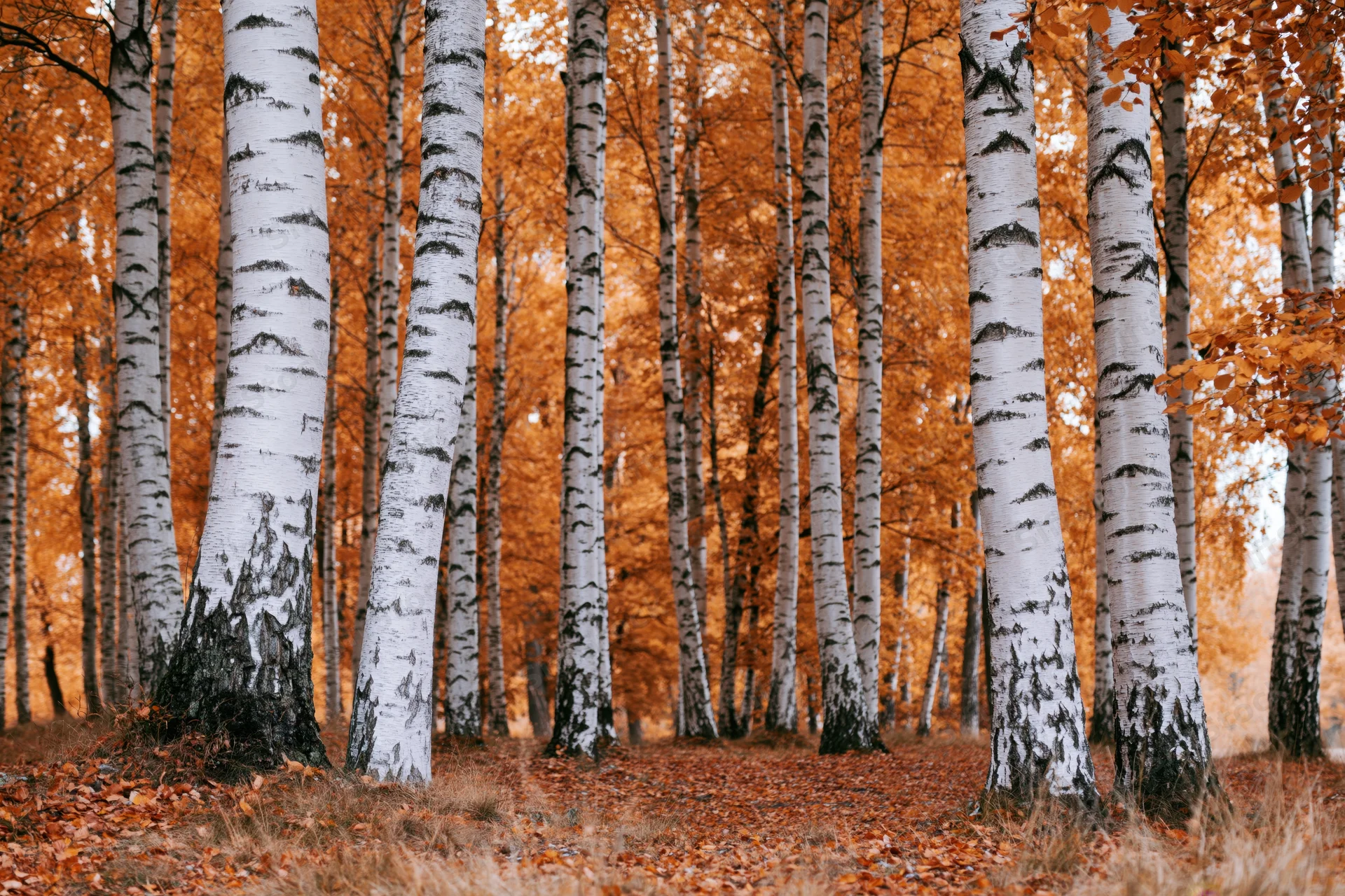 Birch trees with white bark standing in a forest grove during autumn with orange foliage and fallen leaves on the ground