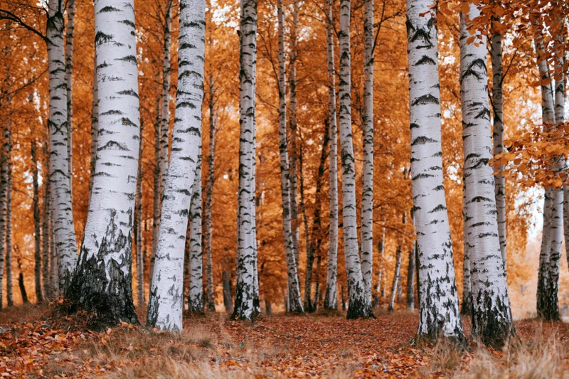 Birch trees with white bark standing in a forest grove during autumn with orange foliage and fallen leaves on the ground