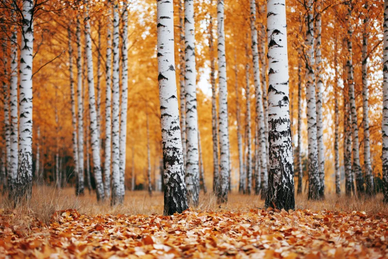 Birch trees with white bark standing in a forest grove during autumn with fallen leaves covering the ground