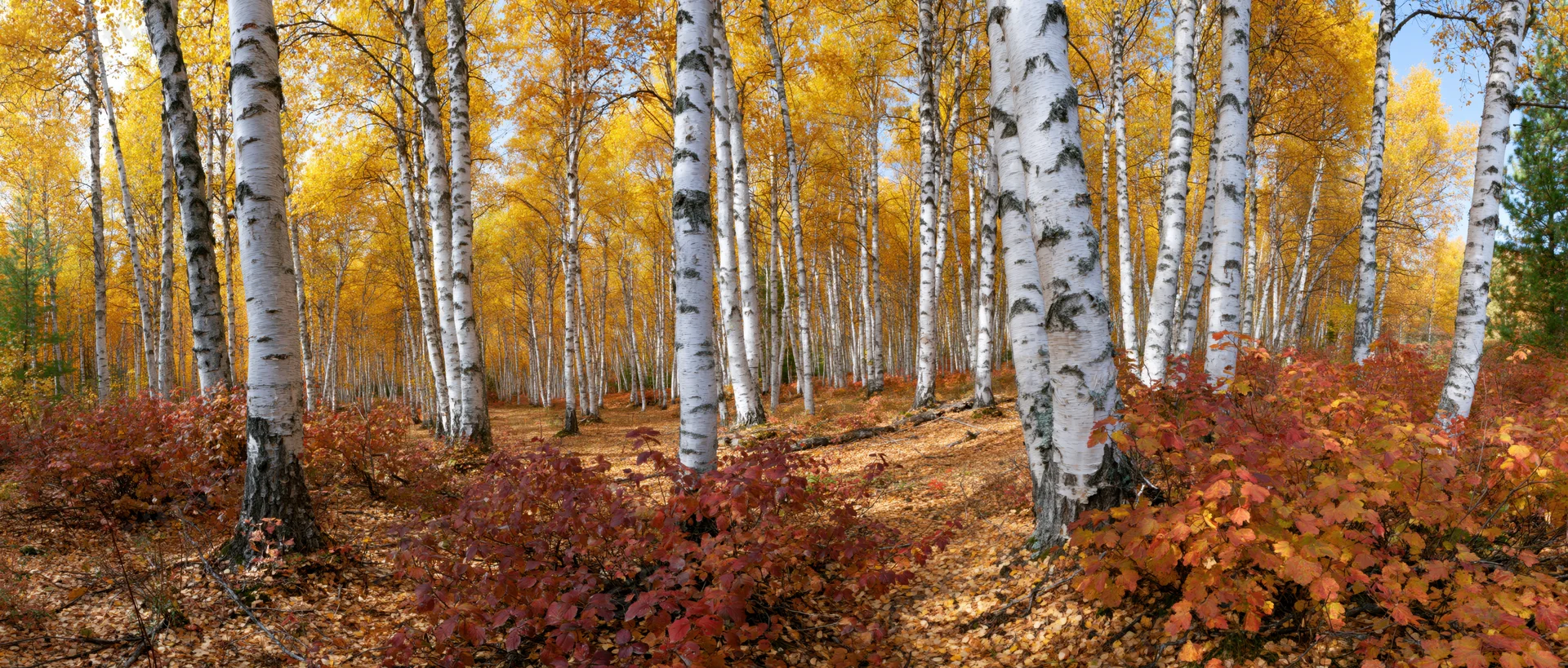 Birch trees with white bark and golden leaves in a forest grove during autumn