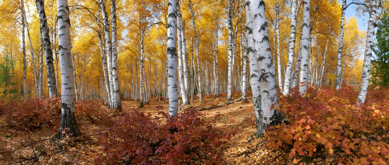 Birch trees with white bark and golden leaves in a forest grove during autumn